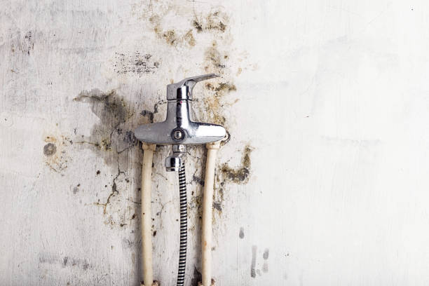 Best Emergency Mold Removal  in , MD