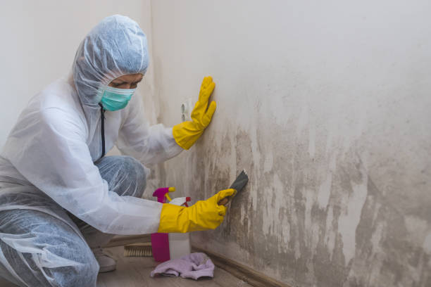 Best Toxic Mold Removal  in , MD