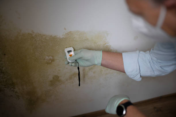 Best Black Mold Removal  in , MD