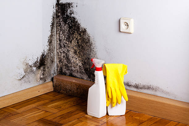 Best Attic Mold Removal  in , MD